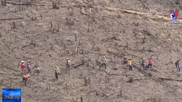 Rầm rộ phá rừng, chiếm đất ở Phú Mỡ