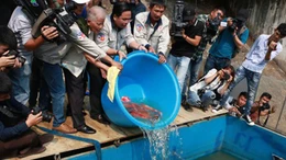 Cá Koi Nhật Bản 'tung tăng' trong nước sông Tô Lịch và Hồ Tây đã qua xử lý