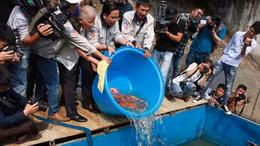 Cá Koi Nhật Bản 'tung tăng' trong nước sông Tô Lịch và Hồ Tây đã qua xử lý