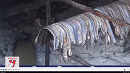 Lúng túng tìm cách xử lý nạn kích giun đất