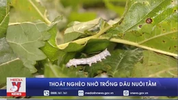 Thoát nghèo nhờ trồng dâu nuôi tằm