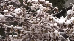 Tuyết rơi bất thường phủ trắng hoa anh đào Tokyo