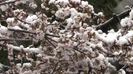 Tuyết rơi bất thường phủ trắng hoa anh đào Tokyo