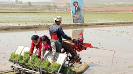 Nông dân Triều Tiên vào mùa cấy, ca sĩ hát cổ vũ trên bờ