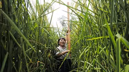 Vụ lúa lai khổng lồ đầu tiên ở Trung Quốc sẵn sàng thu hoạch