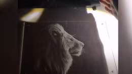 Vẽ tranh bằng... ánh sáng và bóng tối