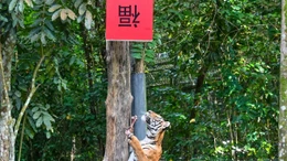 Xem hổ leo cây mở quà Tết