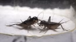 Độc đáo thú chơi chọi dế ở Trung Quốc