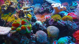 Hồi sinh san hô bằng âm thanh