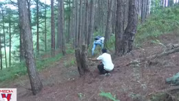 Đầu độc rừng thông để chiếm đất ở Lâm Đồng