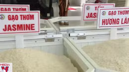 Giá gạo xuất khẩu cao nhất 10 năm