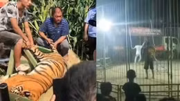 Khoảnh khắc hổ xổng chuồng tẩu thoát giữa màn biểu diễn xiếc