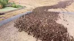 Đội quân vịt nghìn con diệt ốc sên trên cánh đồng lúa ở Thái Lan