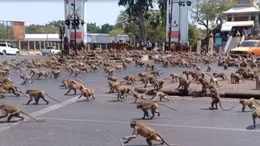 Người dân Thái Lan tìm cách giành quyền kiểm soát thành phố từ tay loài khỉ 