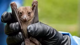 Nguy cơ dịch chồng dịch từ virus bắt nguồn từ động vật