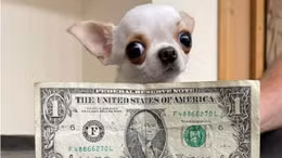 Kỷ lục Guinness con chó nhỏ nhất thế giới