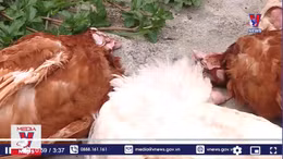 Chăn nuôi gà thiệt hại nặng nề do mất điện