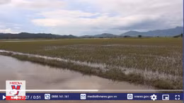 Mưa lũ khiến gần 1.300 ha lúa ở Đắk Lắk bị ngập