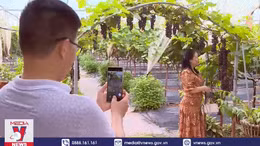 Trải nghiệm hái nho ngay tại Hà Nội thu hút khách