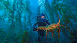 Khám phá thế giới kỳ ảo dưới lớp băng Nam Cực