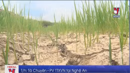 Hàng nghìn ha lúa ở Nghệ An thiếu nước trầm trọng 