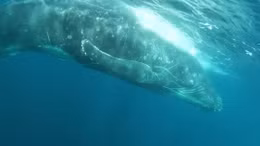 Australia nỗ lực giải cứu cá voi lưng gù bị dây lưới trói chặt