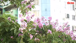 Người dân Hà Nội nô nức check in hàng hoa bằng lăng tím 