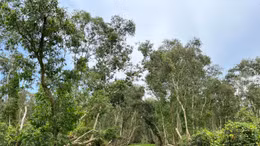 Ngắm thiên nhiên xanh mát của rừng tràm Trà Sư