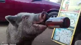 Kỳ lạ chú lợn tu sạch 3 chai bia trong vòng 'một nốt nhạc'