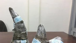 Thu giữ gần 5 kg sừng tê giác châu Phi quý hiếm tại sân bay Tân Sơn Nhất