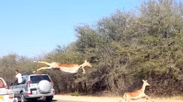 Cuộc tẩu thoát ngoạn mục của linh dương