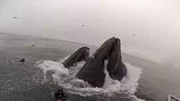 Suýt thành ‘bữa trưa’ của cá voi trong gang tấc