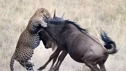 Mẹ con linh dương hất tung báo ác