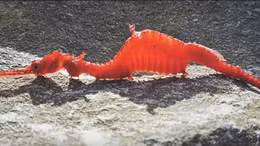 Loài rồng ngọc biển lần đầu xuất hiện trước máy quay