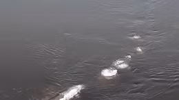 Bất ngờ với clip nghi quái vật hồ Loch Ness “di cư” đến Alaska