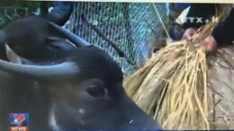 Sapa rét 8,4 độ C, người dân đưa trâu bò đi tránh rét