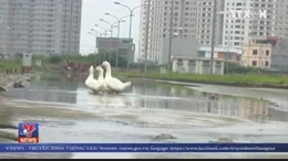 Hà Nội: Ít người đến ở, khu đô thị biến thành nơi... nuôi vịt
