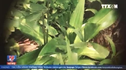 Dược liệu quý trước nạn khai thác tận diệt