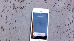Hành vi lạ lùng của đàn kiến quanh chiếc iPhone 