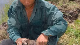 Mùa săn chuột đồng ở Thạch Thất, Hà Nội