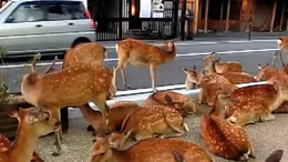 Kì lạ đàn nai Nhật tràn ra phố... sinh hoạt