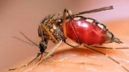 Video rợn tóc gáy về cú hút máu của muỗi