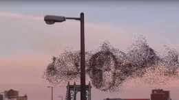 Đàn chim bay thành hình khuôn mặt Tổng thống Putin