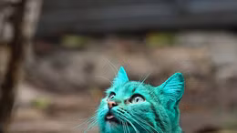 Chú mèo xanh lá cây ở Bulgaria