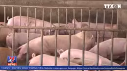 Heo tồn đọng, người nuôi heo ĐBSCL 'tiến thoái lưỡng nan'