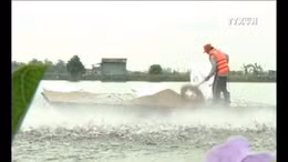 Cảnh giác việc thương lái Trung Quốc mua cá tra quá lứa