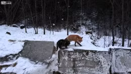 Cáo hoang cướp đồ ăn của mèo nhờ "luật rừng"