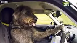 Video: Chó lái xe