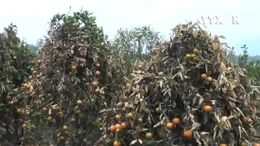  Cố tình phun thuốc diệt cỏ, hại vườn quất hơn 400 cây chết héo