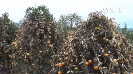  Cố tình phun thuốc diệt cỏ, hại vườn quất hơn 400 cây chết héo